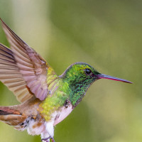 Snowy-bellied Hummingbird